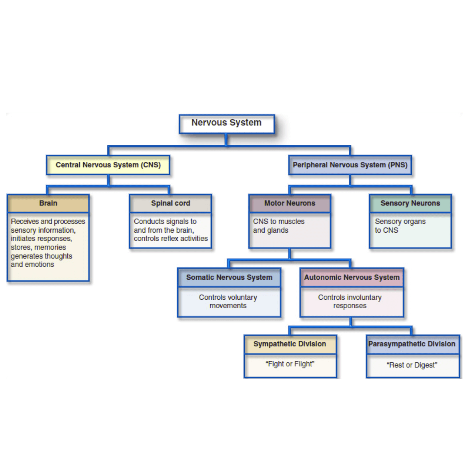 Nervous System